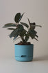 Mr Kitly x Decor selfwatering pots - Pond Blue - Plantsmith | Indoor Plants Melbourne